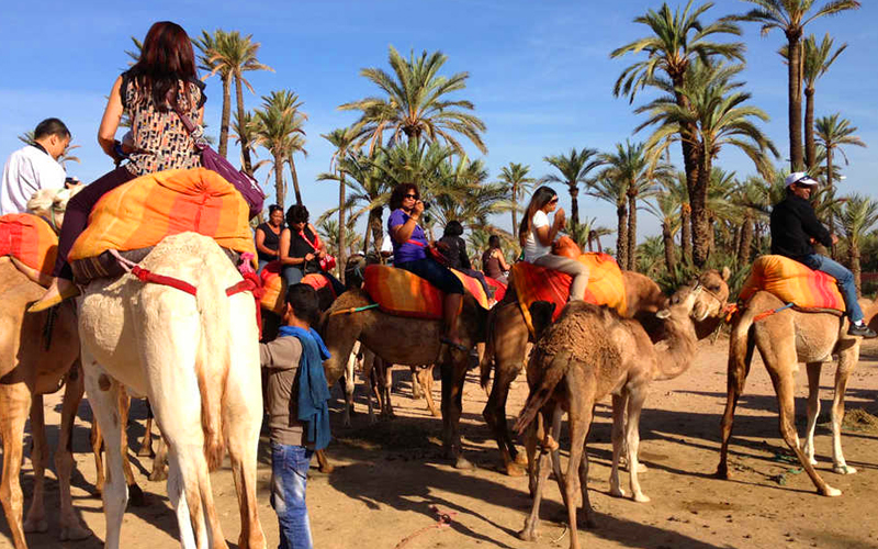 Activity Sunset Camel Ride in the Palm Grove of Marrakech